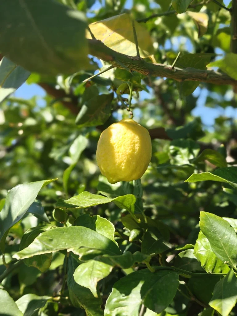 40f8a605-2842-41f4-8325-e09efe93a381